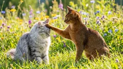 Skillnad i personlighet mellan hankatter och honkatter – En vetenskaplig syn som utmanar stereotyper